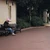 柴犬