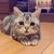 まゆここ
