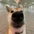 きちguy