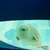 まる