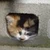 あさき