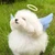 でんでんまる