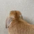 あやか