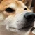 しお