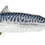 Mackerel777