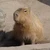 Capybara