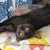 黒猫