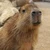 カピバラ