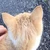 おおいぬまろ