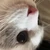れおま