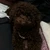 犬