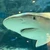 ray
