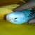 tenchang