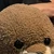 ごちゃん