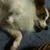 Tom