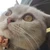 くろねこ肉体改造中