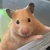 ぽん