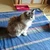Kenichi