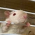 ぴっころ