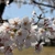 nipa_10110