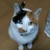 りゅう