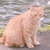 にゃろめさん