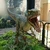 ミニくま