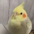 nijimama