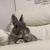うさこた