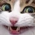 ゆっけ