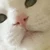 西向く猫侍