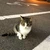 たこわさ