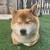 ゆうだい