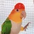 caique