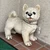 生ハム