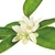 neroli