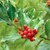 Holly