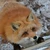 し