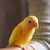 mimi