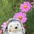 しぃ