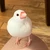 みきりん