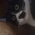 かづら