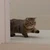 ゆきまるだべや