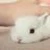 ほーりー