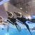 永年勤続ペンギン