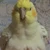 ちー助