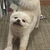 ひな