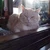 映画猫