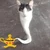 ねこっちー