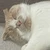 ぽみこ